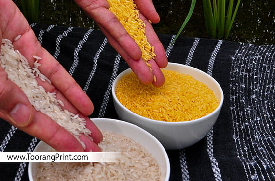 برنج طلایی چیست