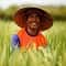 تاریخچه ی کشت برنج: از آسیا تا آمریکا